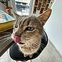 Dartagnant participe au concours pour gagner de l'argent avec cette photo : cat, indoor, chair, table, plant, tongue, close_up, floor, window, bottle_shelf, furniture, whiskers, curious, pet, domestic_animal, tile_floor, wall, daylight, house, seat