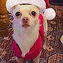 carpet, chihuahua, cozy, cute, dog, eyes, festive, furniture, holiday, indoor, looking_at_camera, mammal, nose, paws, pet, portrait, santa_hat, small_dog, standing, sweater