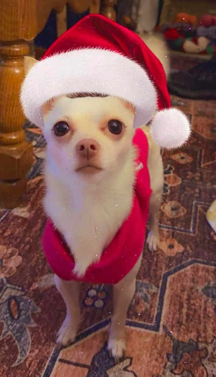 Bristol joined the competition — help win amazing prizes! carpet, chihuahua, cozy, cute, dog, eyes, festive, furniture, holiday, indoor, looking_at_camera, mammal, nose, paws, pet, portrait, santa_hat, small_dog, standing, sweater