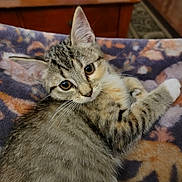 Xena is registered to the contest to win money with this photo: kitten, cat, tabby, pet, animal, feline, cute, indoor, blanket, pattern, fur, whiskers, ears, eyes, resting, cozy, wooden_table, curious, young_cat, home