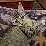 kitten, cat, tabby, pet, animal, feline, cute, indoor, blanket, pattern, fur, whiskers, ears, eyes, resting, cozy, wooden_table, curious, young_cat, home