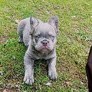 Whiskee is registered to the contest to win money with this photo: puppy, dog, grass, outdoor, blue_eyes, cute, pet, animal, lying_down, young, nature, curious, fur, ears, ground, adorable, small, playful, canine, portrait
