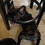 Maui is registered to the contest to win money with this photo: dog, puppy, french_bulldog, black_dog, carpet, chair, furniture, indoor, pet, playful, stuck, head, circular, support, animal, canine, young_dog, cute, small_dog, domestic_animal