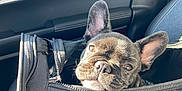 Maui joined the competition — help win amazing prizes! dog, french_bulldog, puppy, pet, animal, car_interior, black_bag, zipper, sunlight, window, seat, cute, ears, face, travel, transport, leather, closeup, young, companion