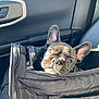 dog, french_bulldog, puppy, pet, animal, car_interior, black_bag, zipper, sunlight, window, seat, cute, ears, face, travel, transport, leather, closeup, young, companion