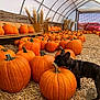 Maui is registered to the contest to win money with this photo: dog, pumpkin, pumpkin_patch, straw, orange, tent, harvest, fall, autumn, animal, pet, curious, black_dog, nature, seasonal, agriculture, outdoor, farm, harvest_time, cute