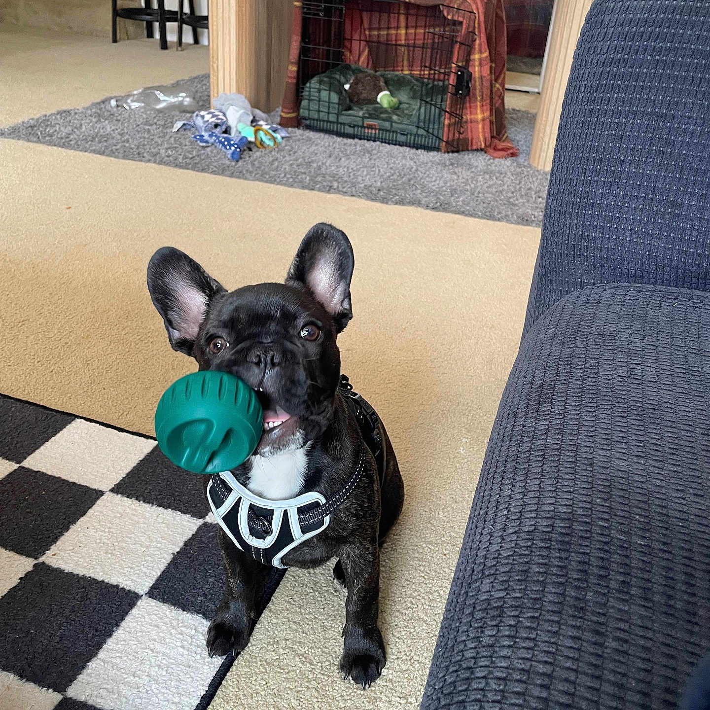 Maui is registered to the contest to win money with this photo: ball, black_dog, blanket, carpet, cheerful, couch, crate, dog, ears_up, floor, french_bulldog, furniture, indoor, living_room, pet, playful, puppy, rug, small_dog, toy