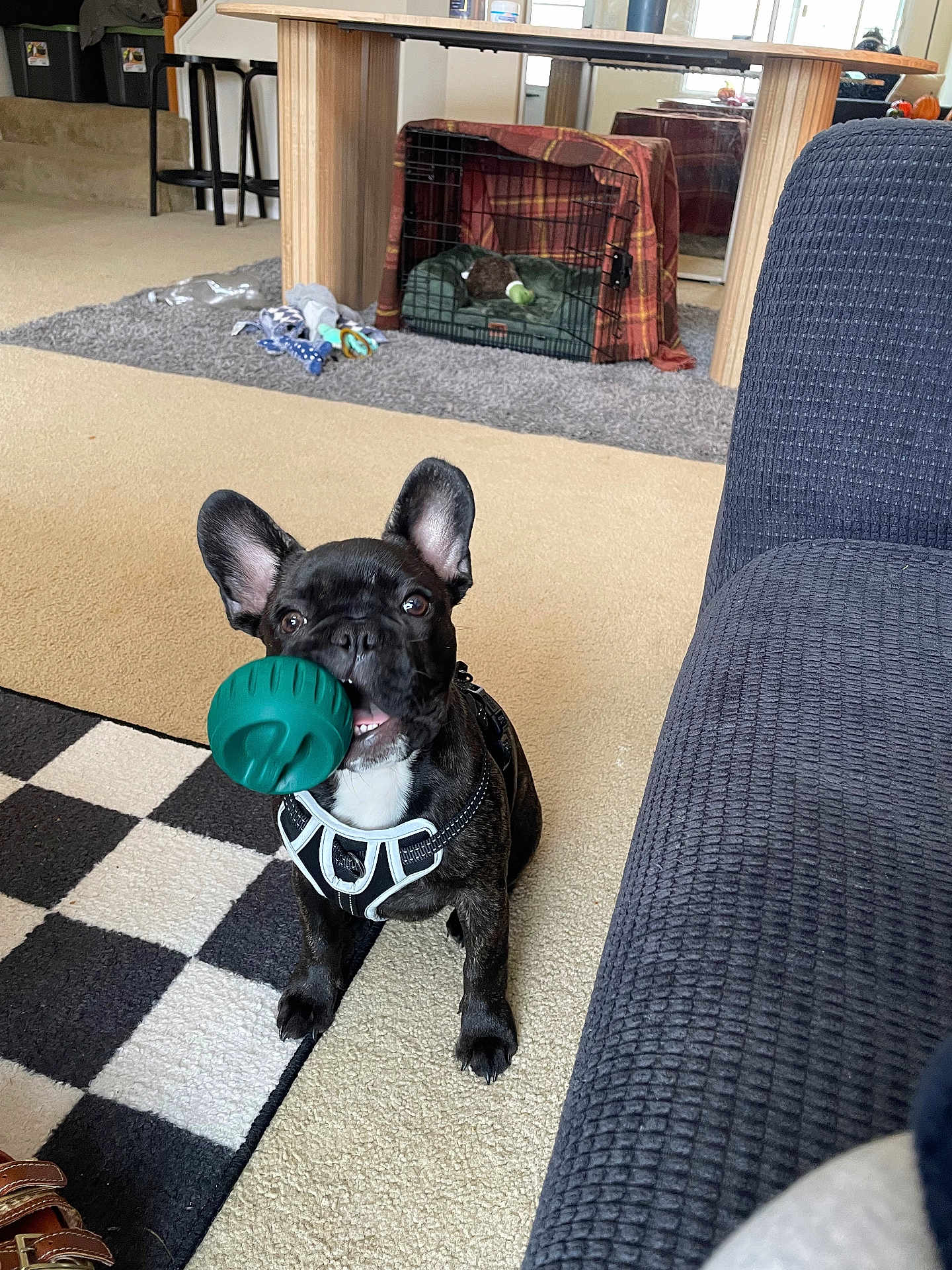 Maui is registered to the contest to win money with this photo: dog, puppy, french_bulldog, toy, ball, indoor, carpet, rug, furniture, crate, blanket, living_room, pet, playful, black_dog, small_dog, ears_up, floor, couch, cheerful