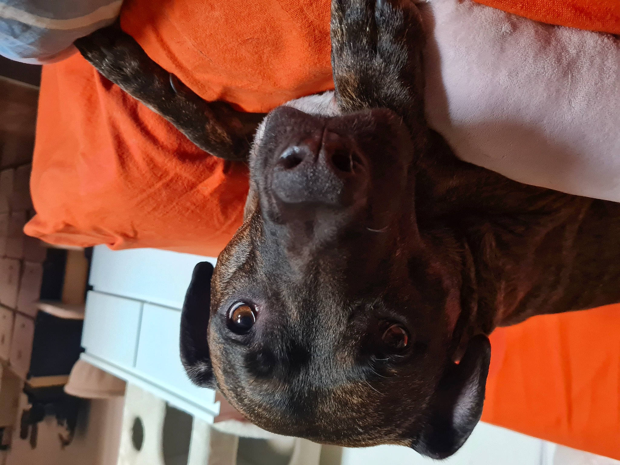 Happy participe au concours pour gagner de l'argent avec cette photo : canidae, carnivore, collar, companion_dog, dog, dog_breed, dog_collar, ear, fawn, fur, guard_dog, hat, jaw, liver, personal_protective_equipment, pet_supply, snout, sporting_group, whiskers, working_animal