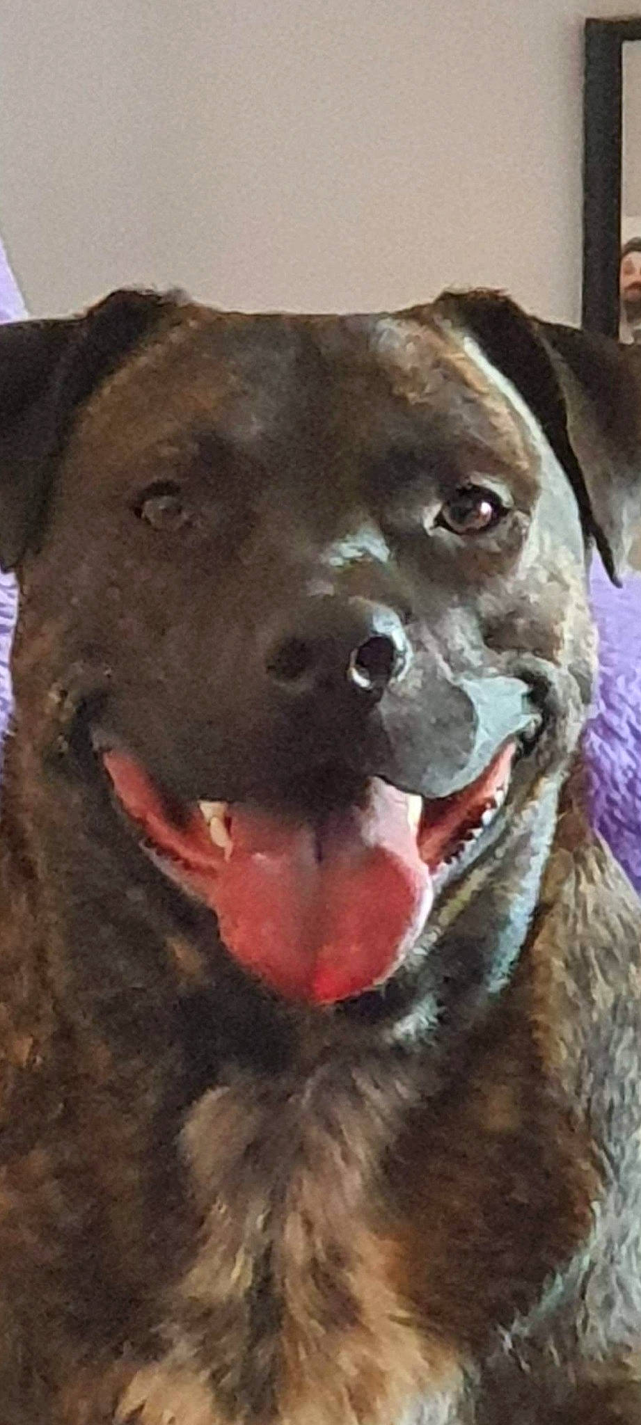 Happy a rejoint le concours — aidez-le/la à gagner de superbes lots ! borador, canidae, carnivore, collar, companion_dog, dog, dog_breed, dog_collar, fang, fawn, fur, giant_dog_breed, guard_dog, jaw, labrador_retriever, liver, snout, sporting_group, whiskers, working_animal