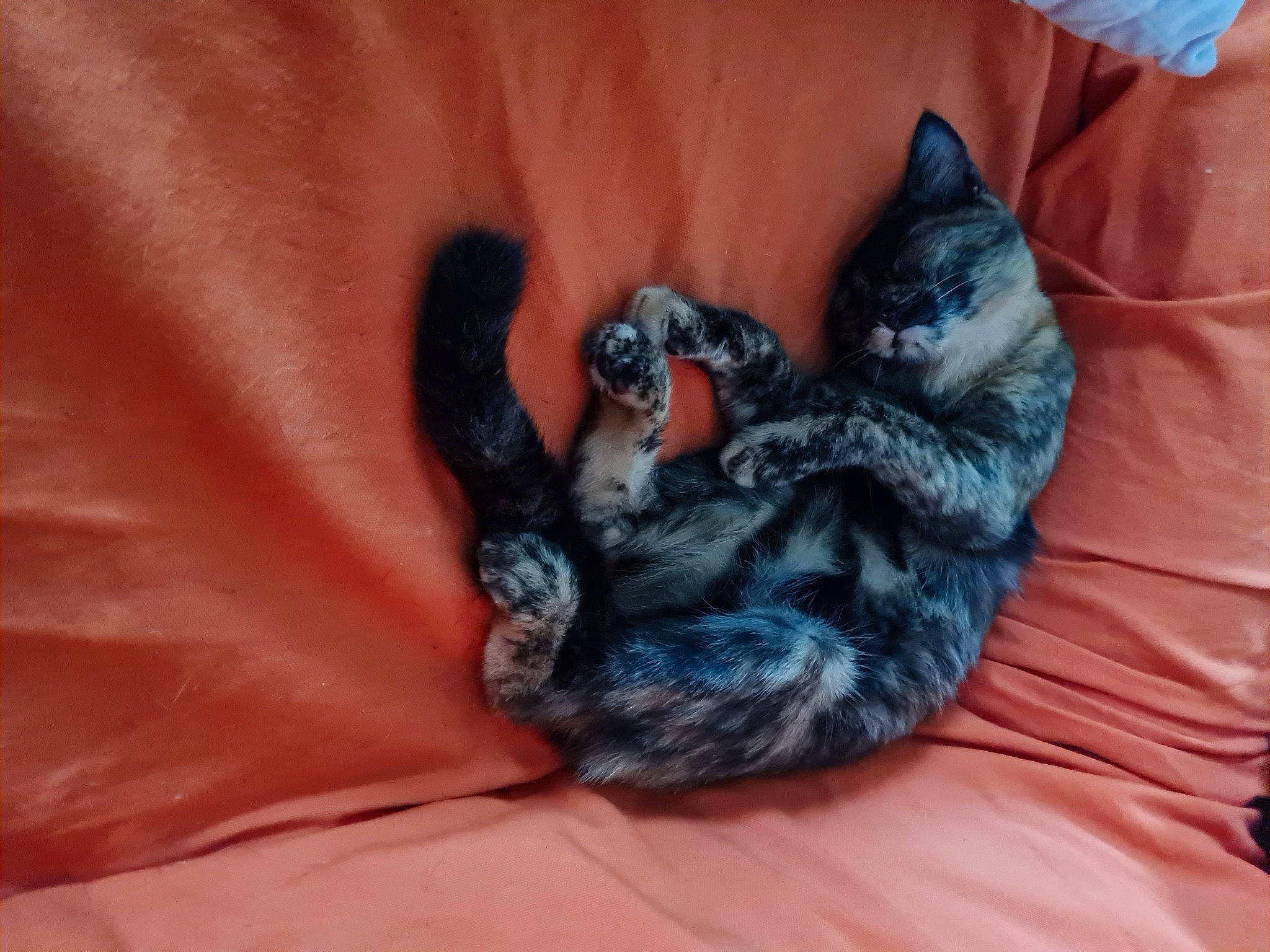 Belle a rejoint le concours — aidez-le/la à gagner de superbes lots ! carnivore, cat, claw, comfort, domestic_short_haired_cat, electric_blue, felidae, fur, grey, linens, nap, paw, small_to_medium_sized_cats, tail, terrestrial_animal, whiskers