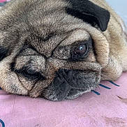 Jaïa participe au concours pour gagner de l'argent avec cette photo : pug, dog, pet, close_up, face, wrinkles, lying_down, pink_surface, animal, canine, cute, sleepy, resting, fur, ears, snout, indoors, portrait, expression, relaxed