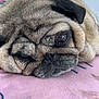 animal, canine, close_up, cute, dog, ears, expression, face, fur, indoors, lying_down, pet, pink_surface, portrait, pug, relaxed, resting, sleepy, snout, wrinkles