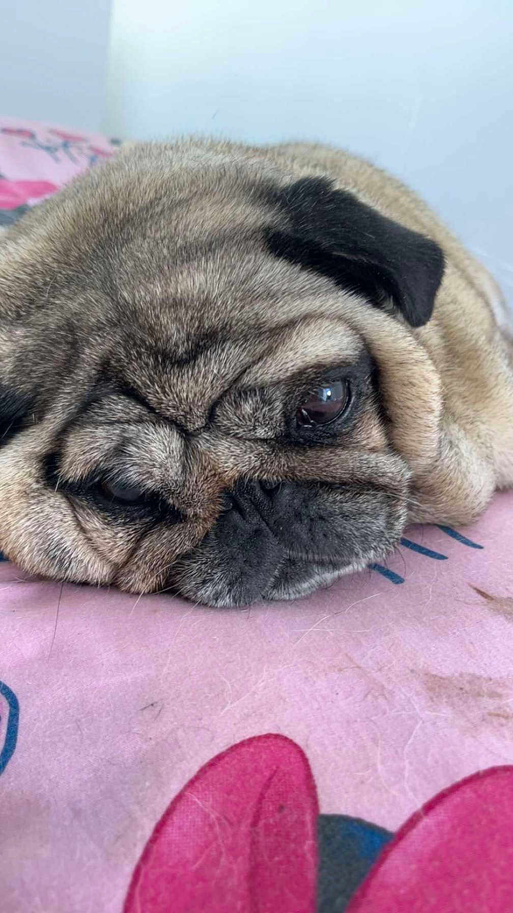 Jaïa
