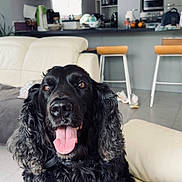 Jypsy participe au concours pour gagner de l'argent avec cette photo : dog, black_dog, pet, animal, fluffy, long_hair, curly_fur, sitting, tongue_out, open_mouth, happy, portrait, indoors, living_room, kitchen, sofa, couch, home, furniture, blue_blanket