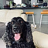 dog, black_dog, pet, animal, fluffy, long_hair, curly_fur, sitting, tongue_out, open_mouth, happy, portrait, indoors, living_room, kitchen, sofa, couch, home, furniture, blue_blanket