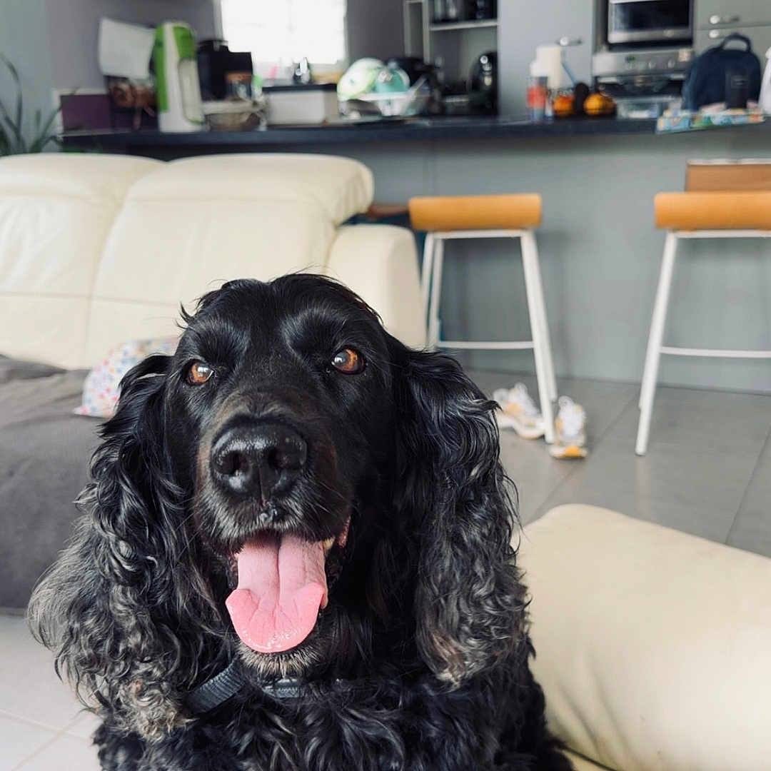 Jypsy participe au concours pour gagner de l'argent avec cette photo : dog, black_dog, pet, animal, fluffy, long_hair, curly_fur, sitting, tongue_out, open_mouth, happy, portrait, indoors, living_room, kitchen, sofa, couch, home, furniture, blue_blanket