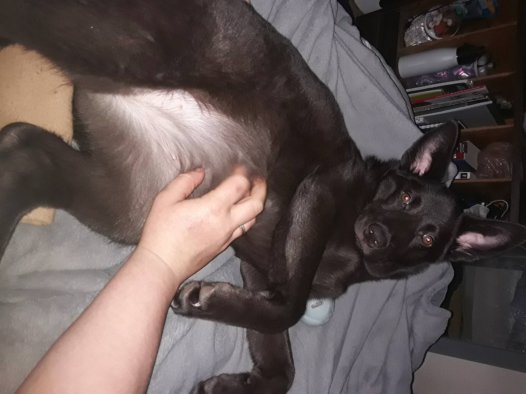 Millie joined the competition — help win amazing prizes! canidae, carnivore, comfort, companion_dog, dog, dog_breed, ear, fawn, felidae, fur, gesture, jaw, nail, small_to_medium_sized_cats, snout, sporting_group, tail, vertebrate, whiskers, working_animal