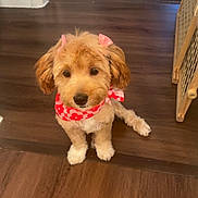Rosa Louise Barks joined the competition — help win amazing prizes! puppy, dog, apricot, fluffy, sitting, hardwood_floor, indoor, home, floral_bandana, pink_bows, cute, pet, portrait, hallway, door, carpet, shoes, baby_gate, lighting, animal