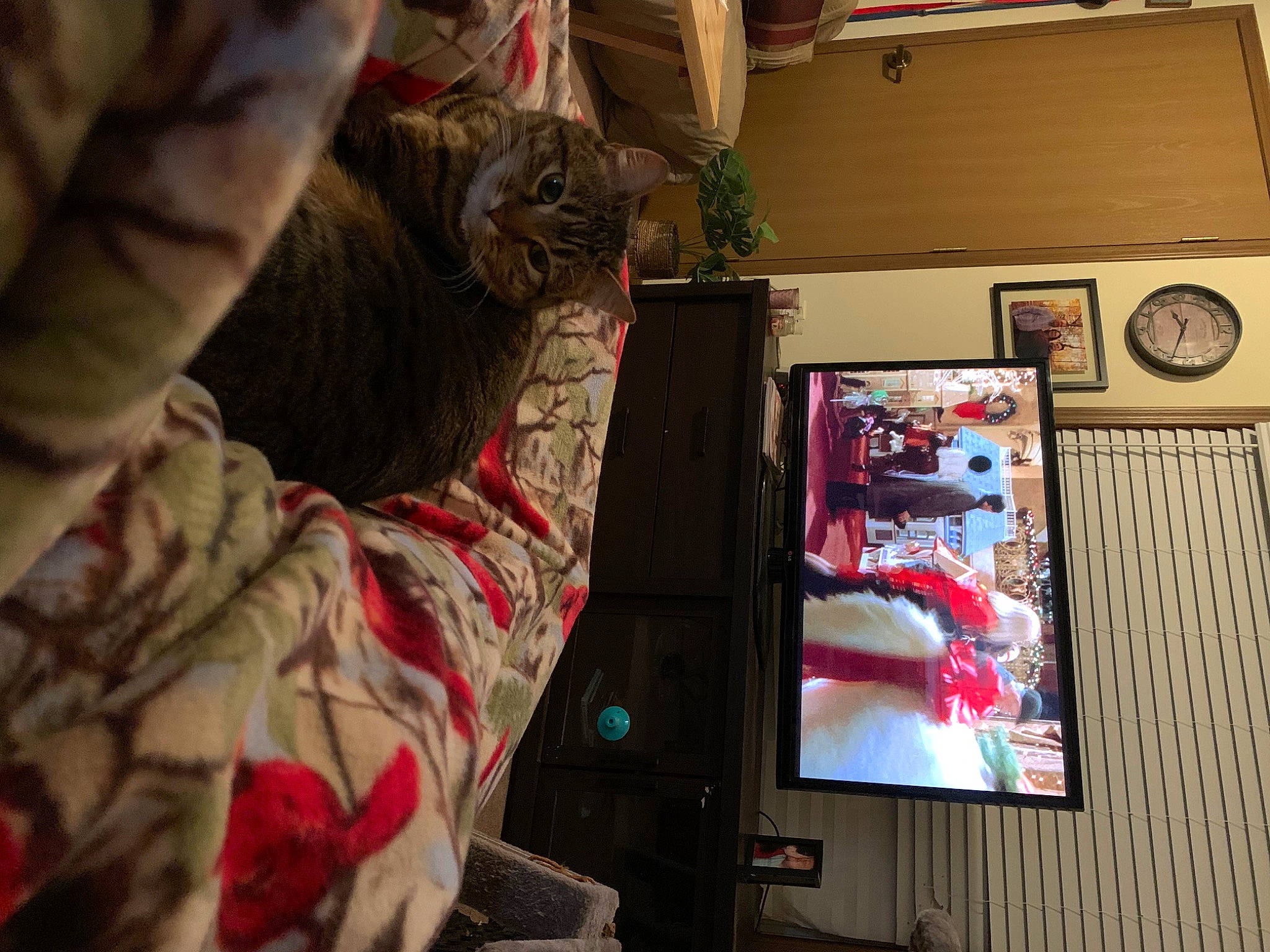 Jade joined the competition — help win amazing prizes! audio_equipment, cat, comfort, computer, desktop_computer, display_device, domestic_short_haired_cat, felidae, flat_panel_display, fur, gadget, laptop, machine, output_device, personal_computer, small_to_medium_sized_cats, textile, toy, whiskers, wood