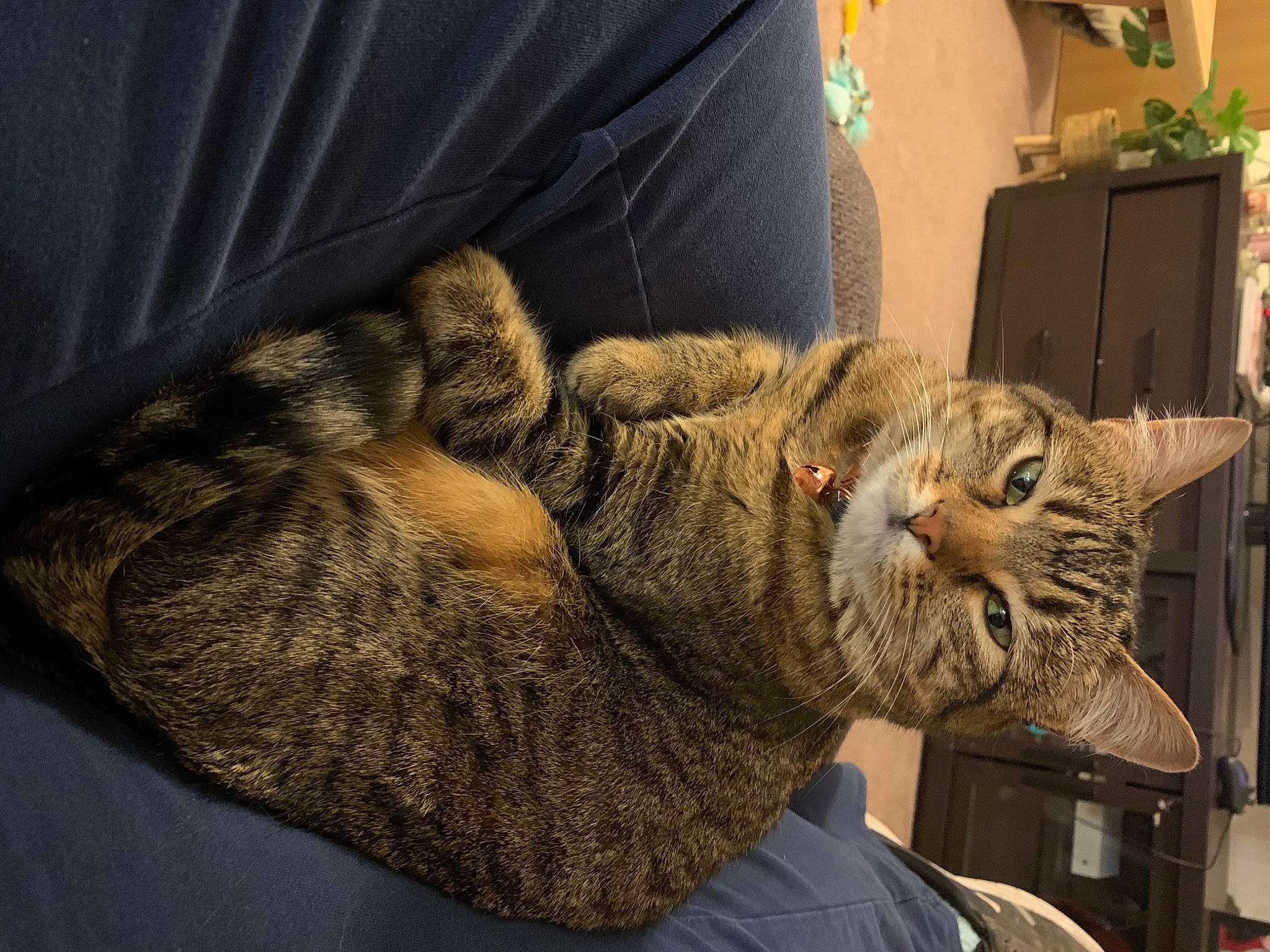 Jade is registered to the contest to win money with this photo: bobcat, carnivore, cat, claw, comfort, domestic_short_haired_cat, felidae, fur, grey, houseplant, nap, paw, plant, sleep, small_to_medium_sized_cats, snout, tail, terrestrial_animal, whiskers