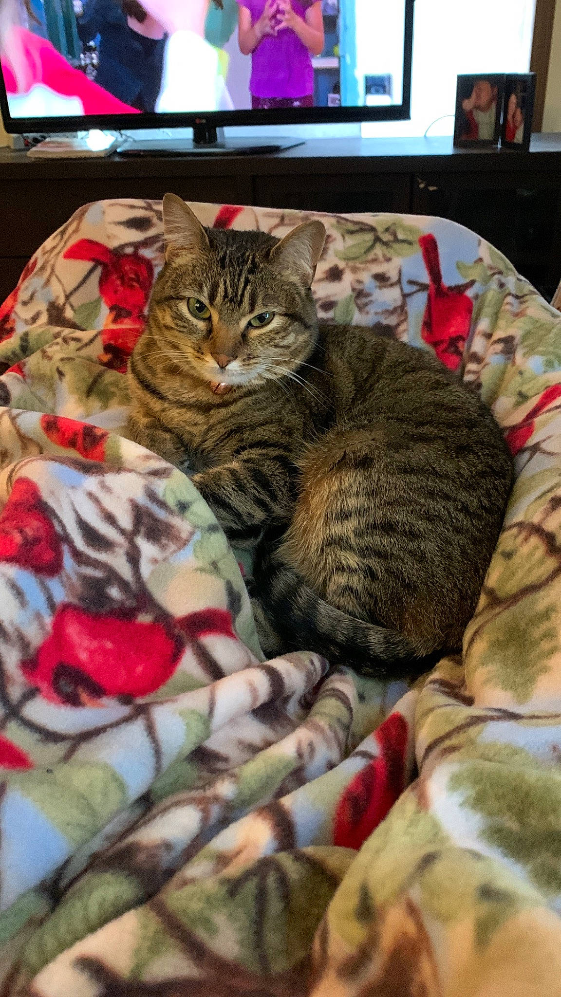 Jade is registered to the contest to win money with this photo: art, carnivore, cat, claw, comfort, computer_keyboard, display_device, domestic_short_haired_cat, felidae, fur, led_backlit_lcd_display, linens, nap, pattern, paw, small_to_medium_sized_cats, tail, television, terrestrial_animal, whiskers