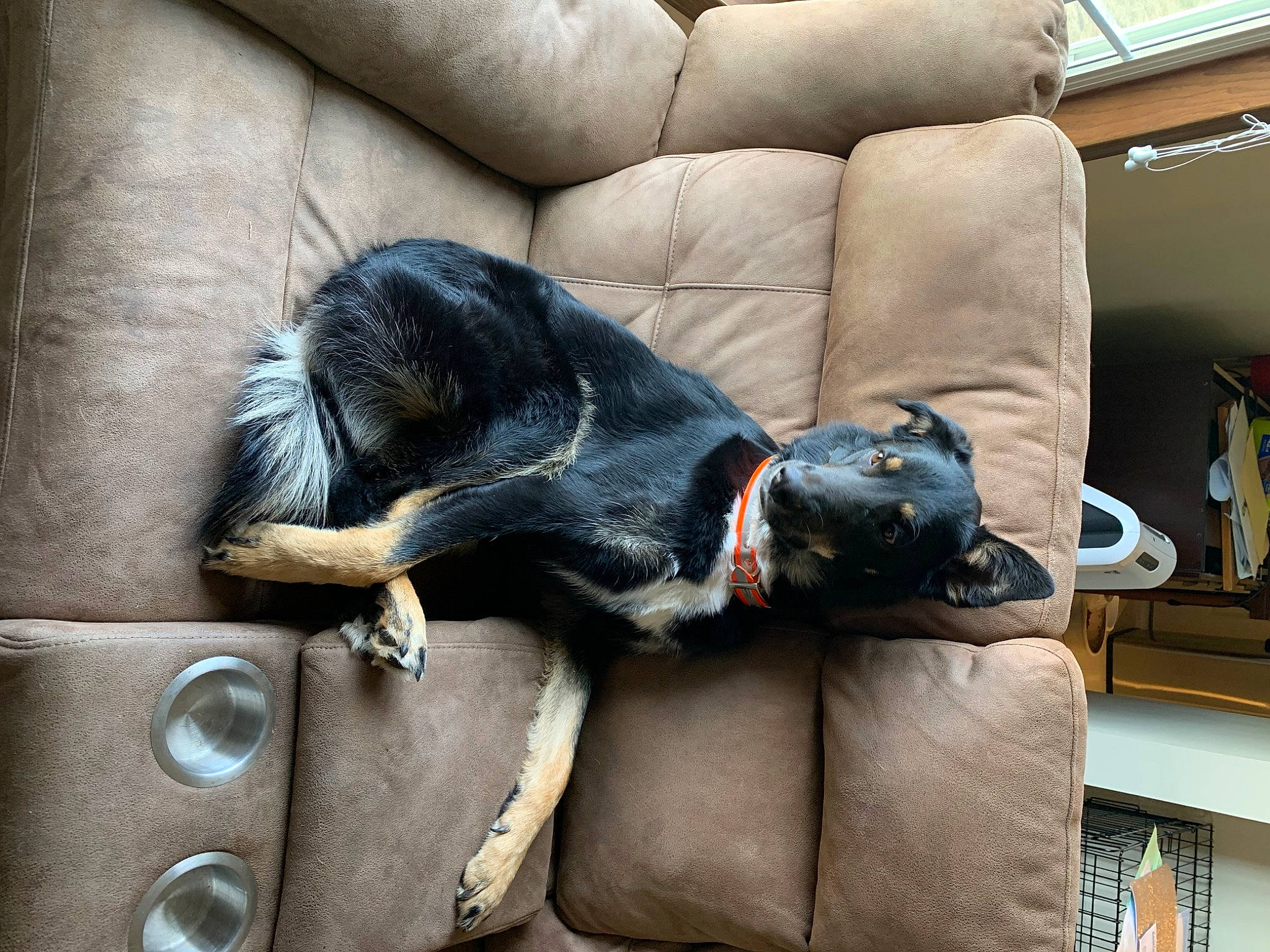 Baxter joined the competition — help win amazing prizes! armrest, carnivore, collar, comfort, companion_dog, couch, dog, dog_breed, dog_supply, fur, grey, guard_dog, living_room, pet_supply, sleeper_chair, sporting_group, studio_couch, tail, vertebrate, working_animal