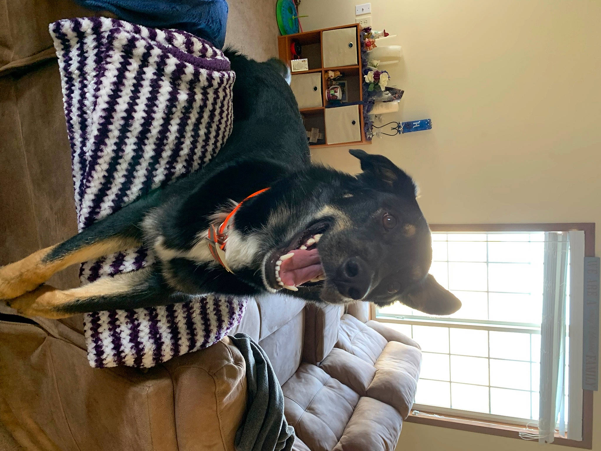 Baxter is registered to the contest to win money with this photo: canidae, carnivore, collar, companion_dog, dog, dog_breed, dog_collar, dog_supply, fang, fashion_accessory, fawn, fur, guard_dog, jaw, leash, snout, sporting_group, whiskers, window, working_animal