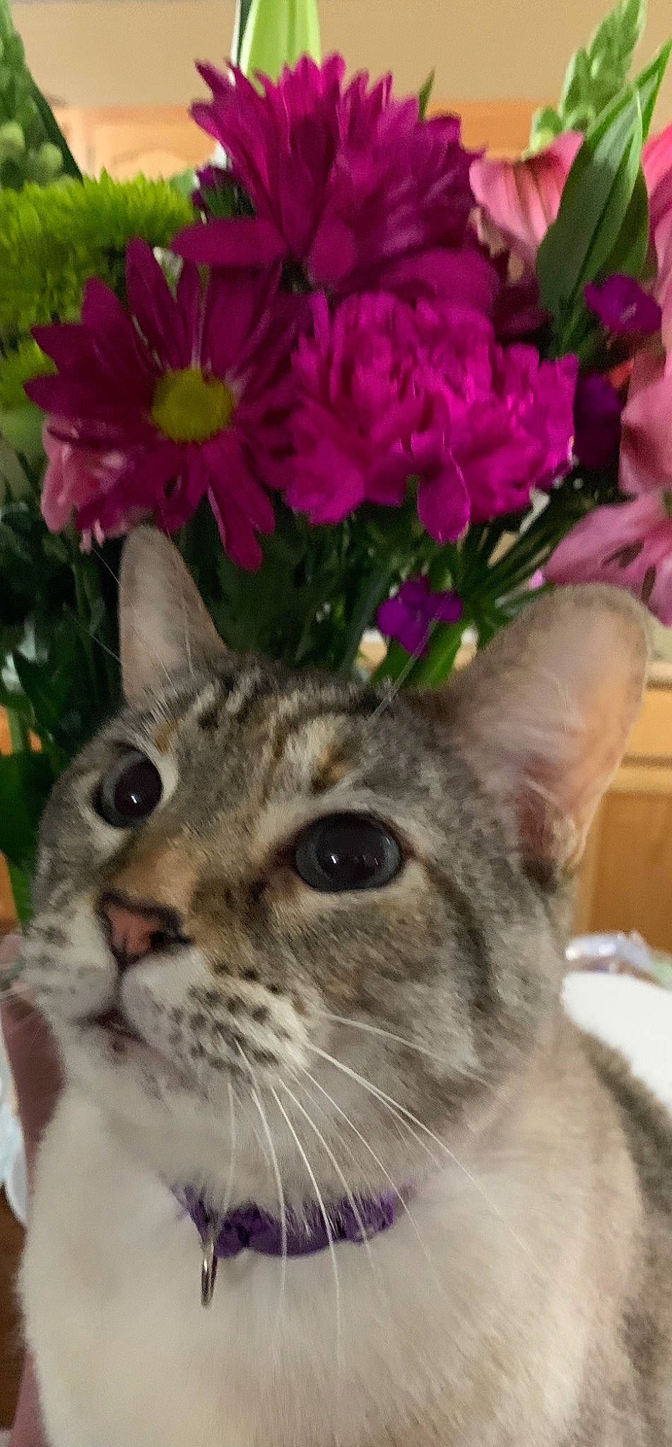 Lilac is registered to the contest to win money with this photo: annual_plant, carnivore, cat, domestic_short_haired_cat, fawn, felidae, flower, flower_arranging, flowering_plant, fur, grass, groundcover, herbaceous_plant, petal, photo_caption, plant, small_to_medium_sized_cats, snout, terrestrial_animal, whiskers