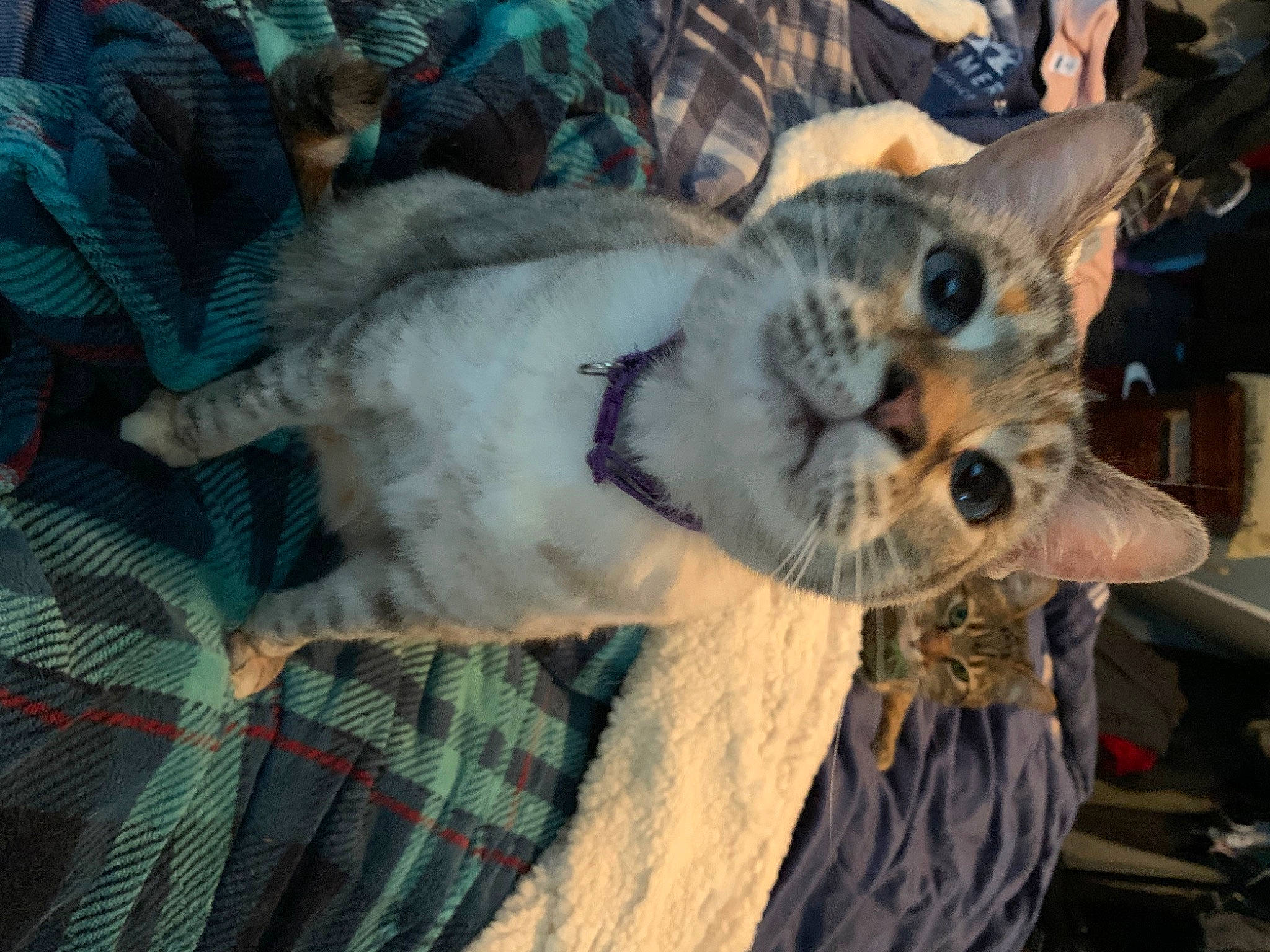 Lilac joined the competition — help win amazing prizes! beard, canidae, carnivore, cat, claw, dog_breed, domestic_short_haired_cat, fawn, felidae, fur, pattern, paw, small_to_medium_sized_cats, tail, tree, whiskers