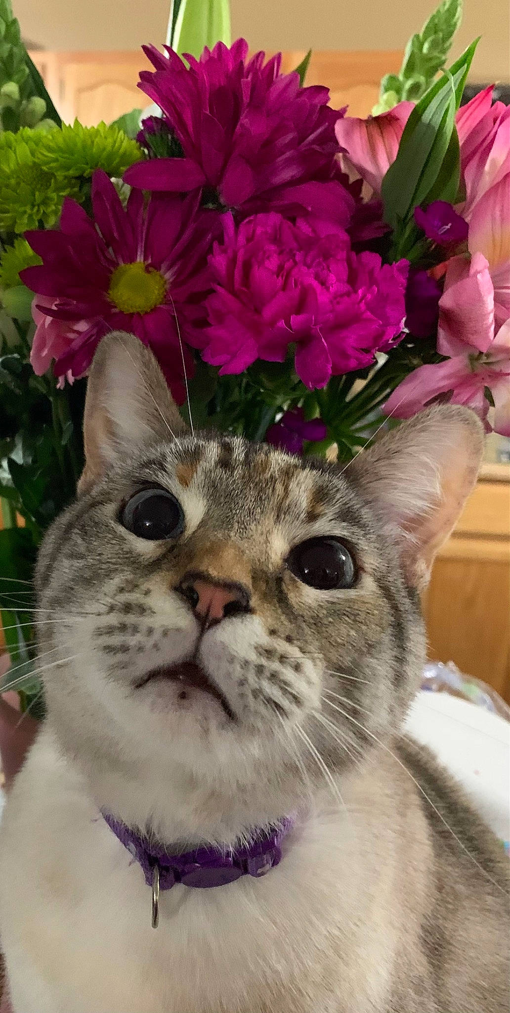 Lilac joined the competition — help win amazing prizes! annual_plant, art, carnivore, cat, domestic_short_haired_cat, event, fawn, felidae, flower, flower_arranging, fur, grass, groundcover, magenta, petal, plant, small_to_medium_sized_cats, snout, terrestrial_animal, whiskers