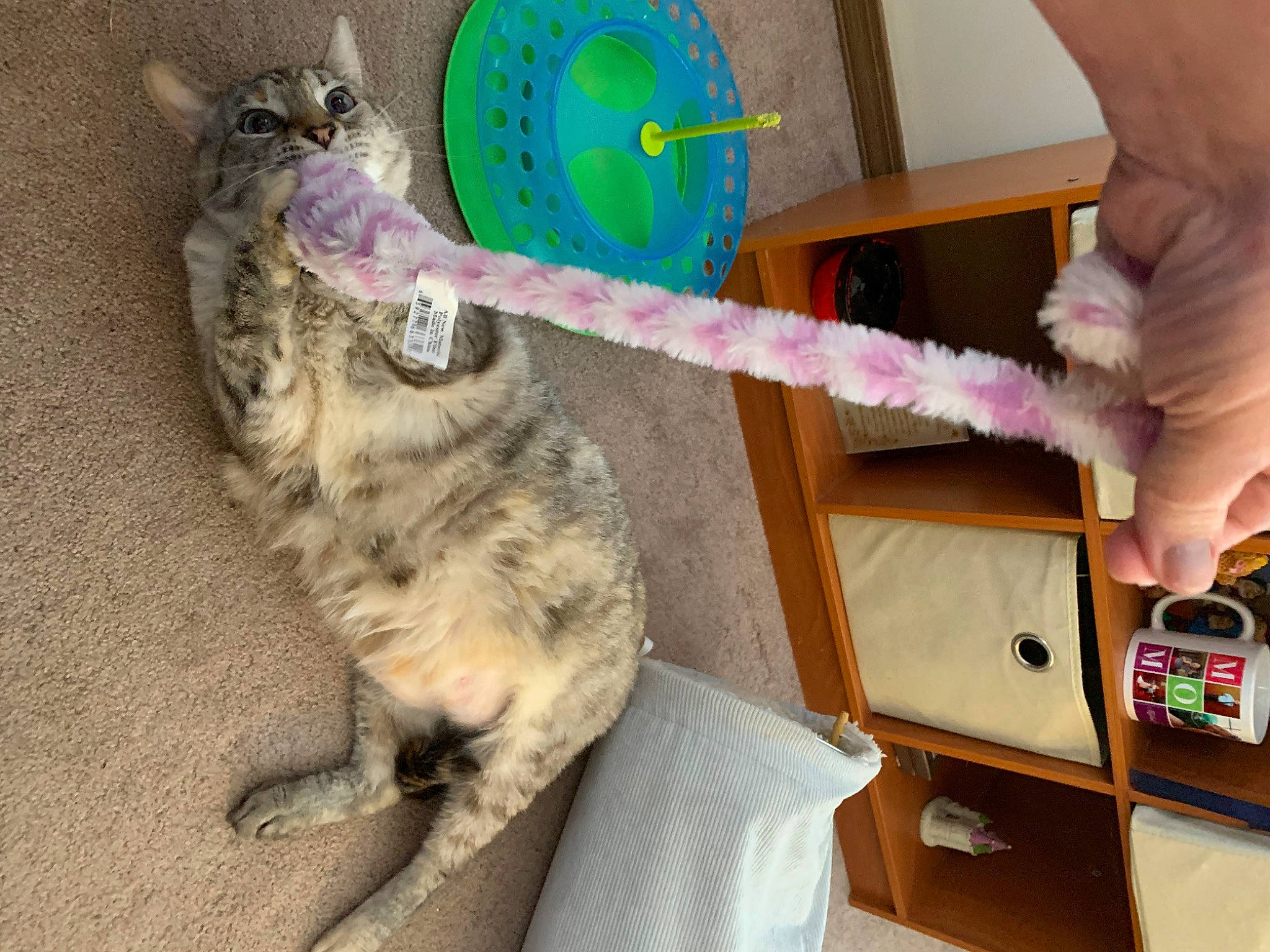 Lilac is registered to the contest to win money with this photo: art, carnivore, cat, cat_supply, claw, clock, domestic_short_haired_cat, fashion_accessory, felidae, fur, paw, pet_supply, small_to_medium_sized_cats, tail, visual_arts, whiskers