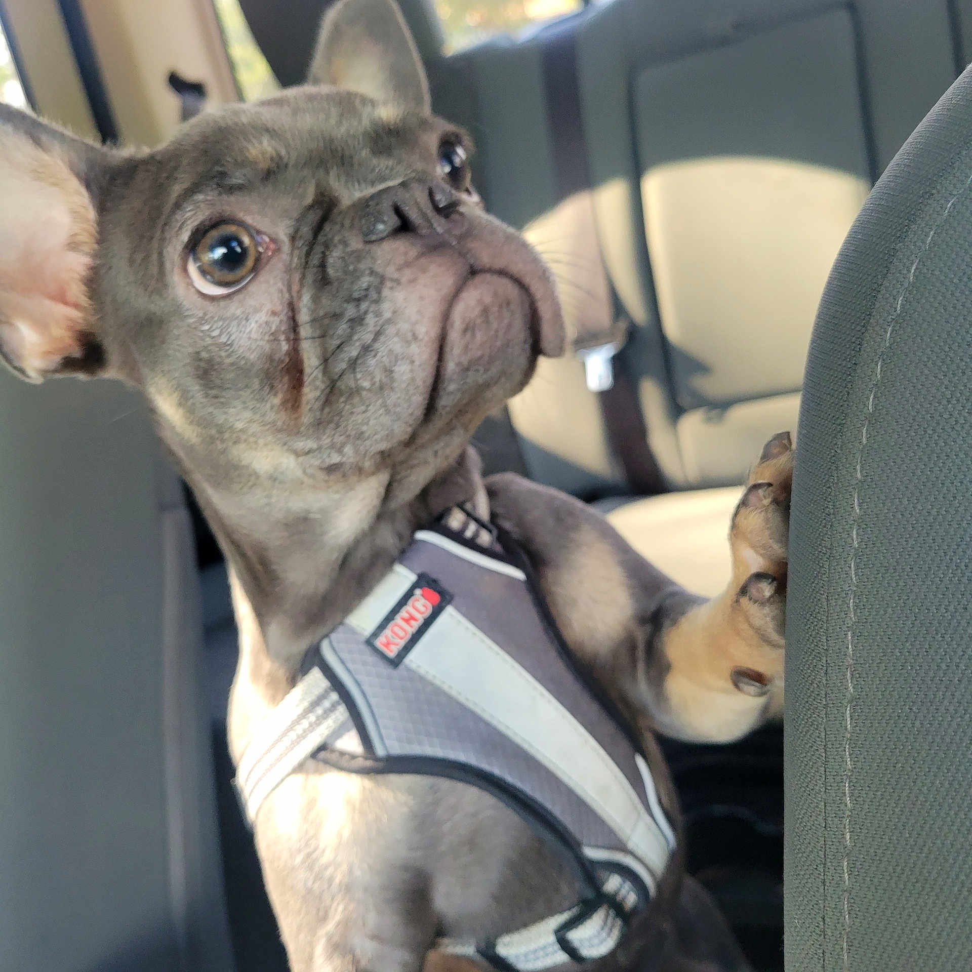 Bailey joined the competition — help win amazing prizes! animal, canine, car_interior, closeup, companion, curious, dog, ears, french_bulldog, harness, indoor, paw, pet, pet_accessory, puppy, seat, snout, transportation, vehicle, young