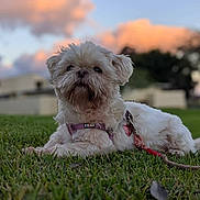 Pepe is registered to the contest to win money with this photo: dog, white_dog, grass, outdoor, sunset, pet, leash, collar, sky, clouds, blurred_background, canine, animal, nature, relaxed, cute, small_dog, fluffy, resting, evening