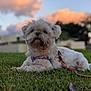 dog, white_dog, grass, outdoor, sunset, pet, leash, collar, sky, clouds, blurred_background, canine, animal, nature, relaxed, cute, small_dog, fluffy, resting, evening