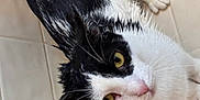 Oreo joined the competition — help win amazing prizes! cat, wet, black_and_white, yellow_eyes, fur, whiskers, ears, pink_nose, floor, tiles, animal, pet, indoor, looking_up, close_up, curious, disgruntled, mammal, domestic_cat, feline