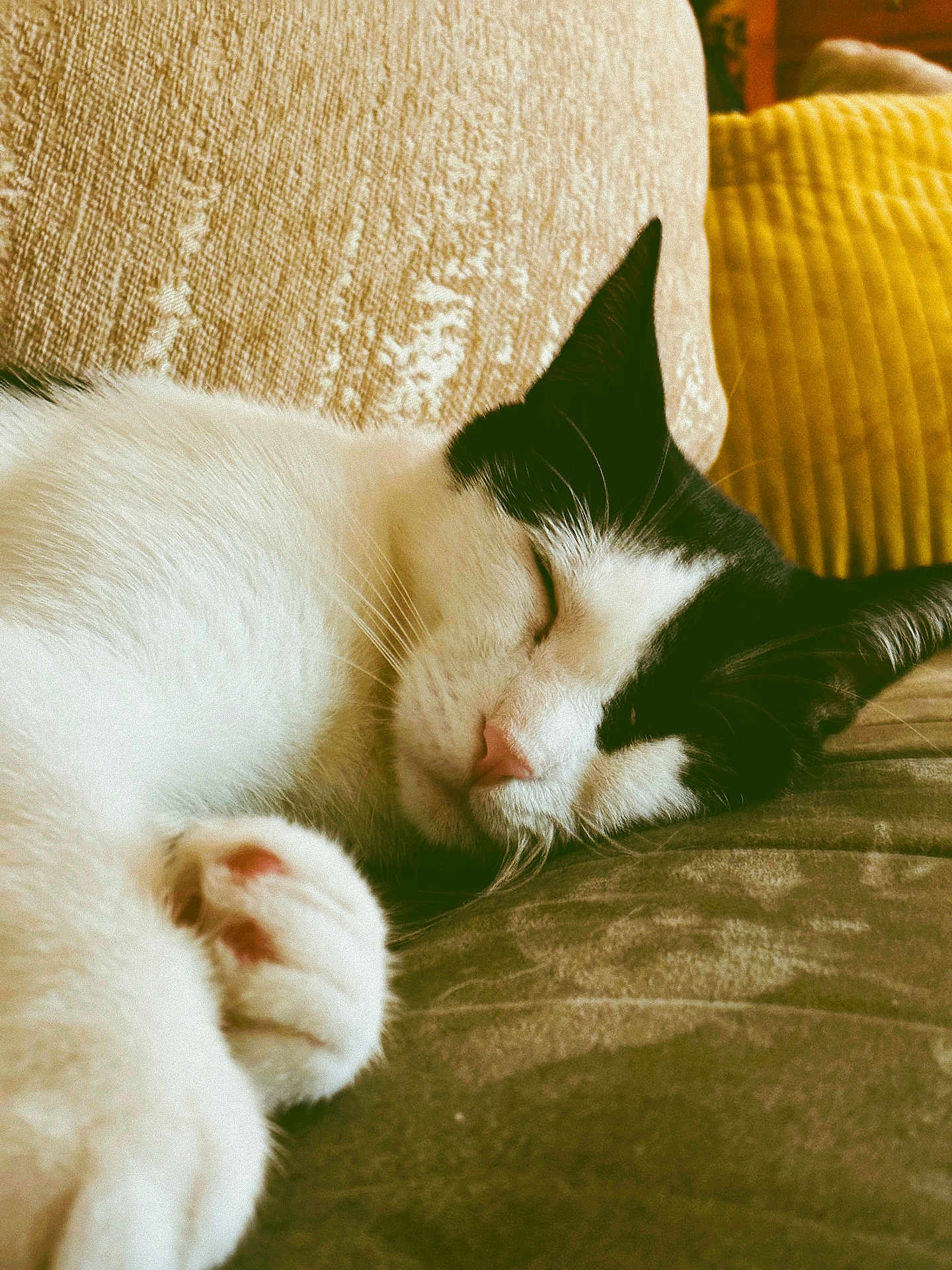 Oreo