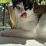 Oreo is registered to the contest to win money with this photo: cat, black_and_white, tongue_out, sunlight, plant, leaf, indoor, shadow, close_up, pet, animal, relaxed, whiskers, pink_nose, fur, cute, face, nature, window, resting