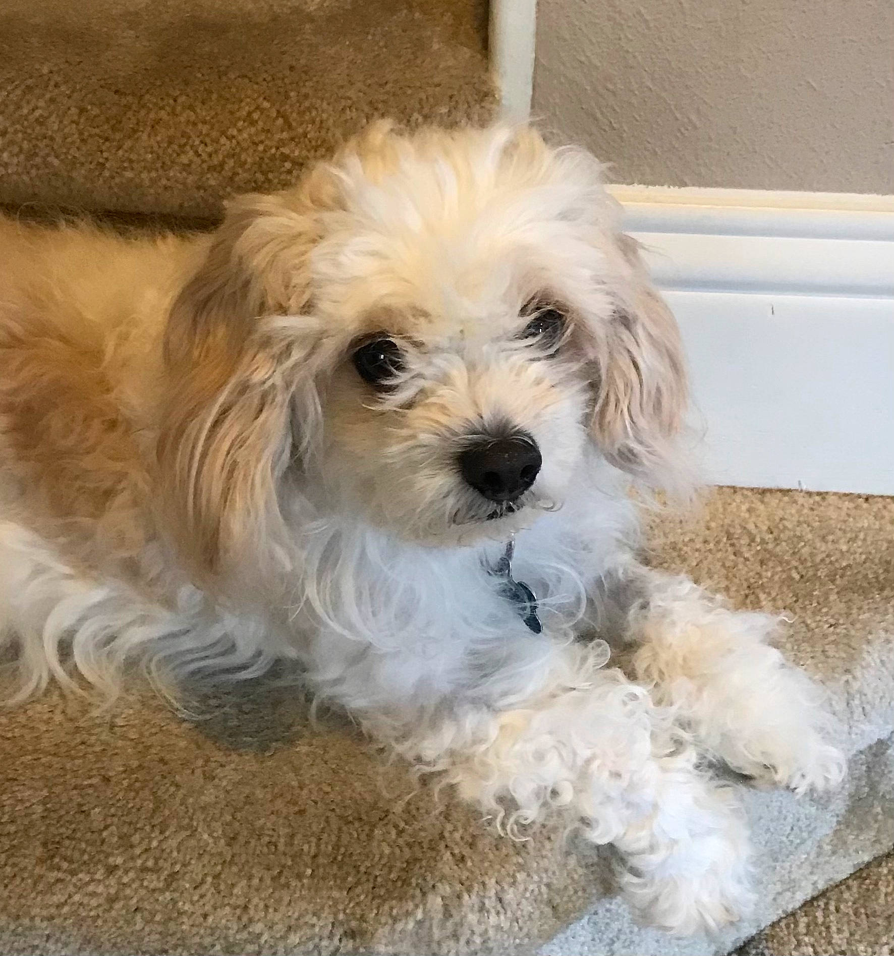 Cinnamon is registered to the contest to win money with this photo: canidae, carnivore, companion_dog, dog, dog_breed, dog_supply, fur, liver, maltepoo, non_sporting_group, puppy, shih_poo, small_terrier, snout, sporting_group, terrier, toy_dog, water_dog, working_animal, yorkipoo