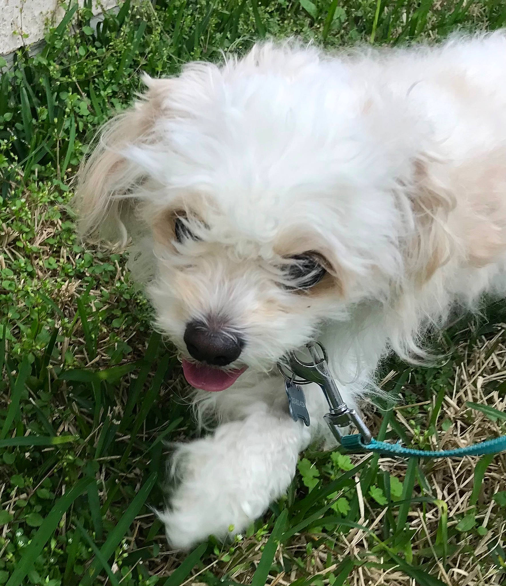Cinnamon is registered to the contest to win money with this photo: canidae, carnivore, companion_dog, dog, dog_breed, dog_supply, fur, grass, mal_shi, maltepoo, non_sporting_group, plant, shih_poo, small_terrier, snout, sporting_group, terrier, toy_dog, water_dog, working_animal