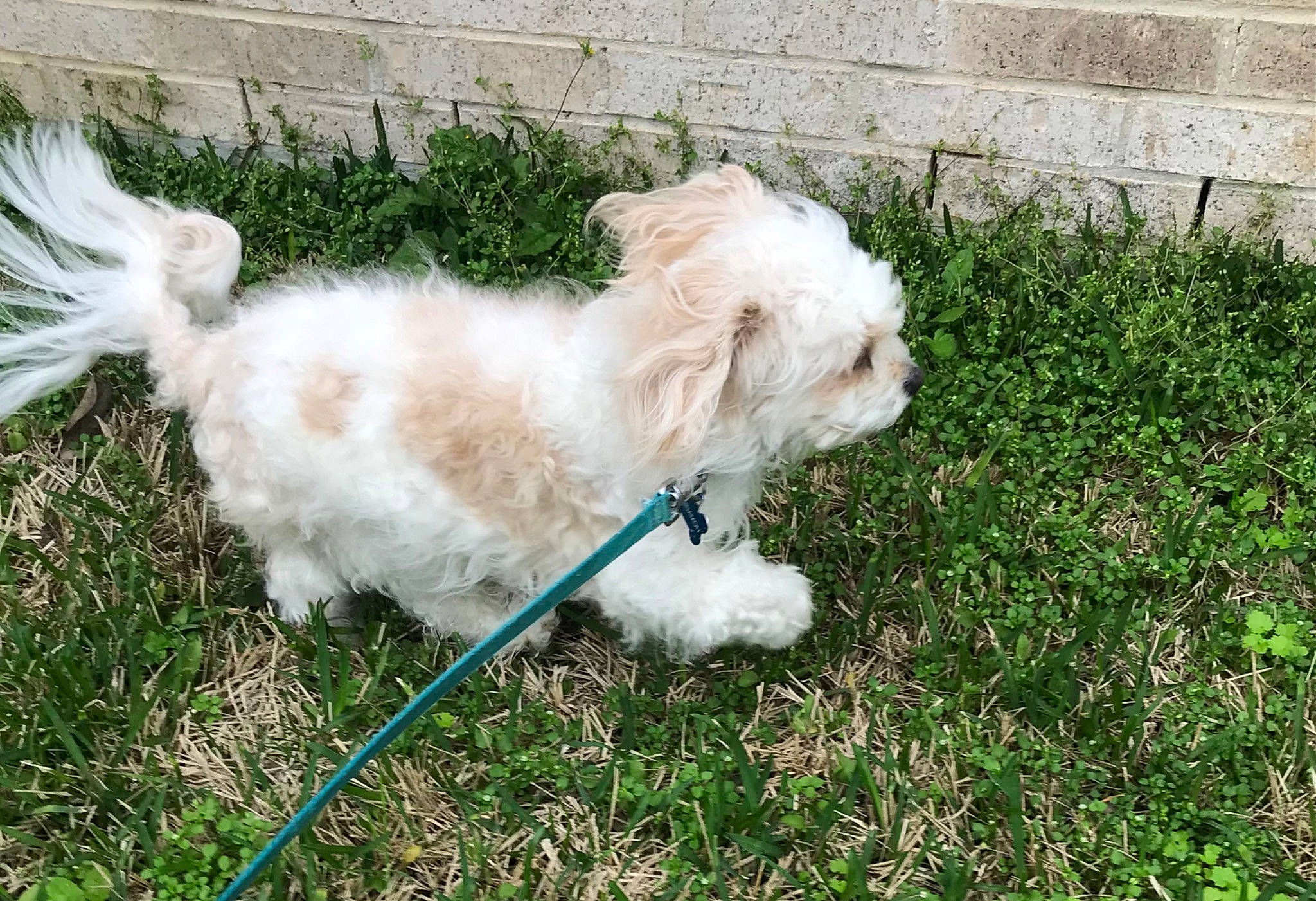 Cinnamon is registered to the contest to win money with this photo: canidae, carnivore, collar, companion_dog, dog, dog_breed, dog_collar, dog_supply, fur, grass, maltepoo, plant, puppy, small_terrier, snout, sporting_group, tail, terrier, toy_dog, working_animal