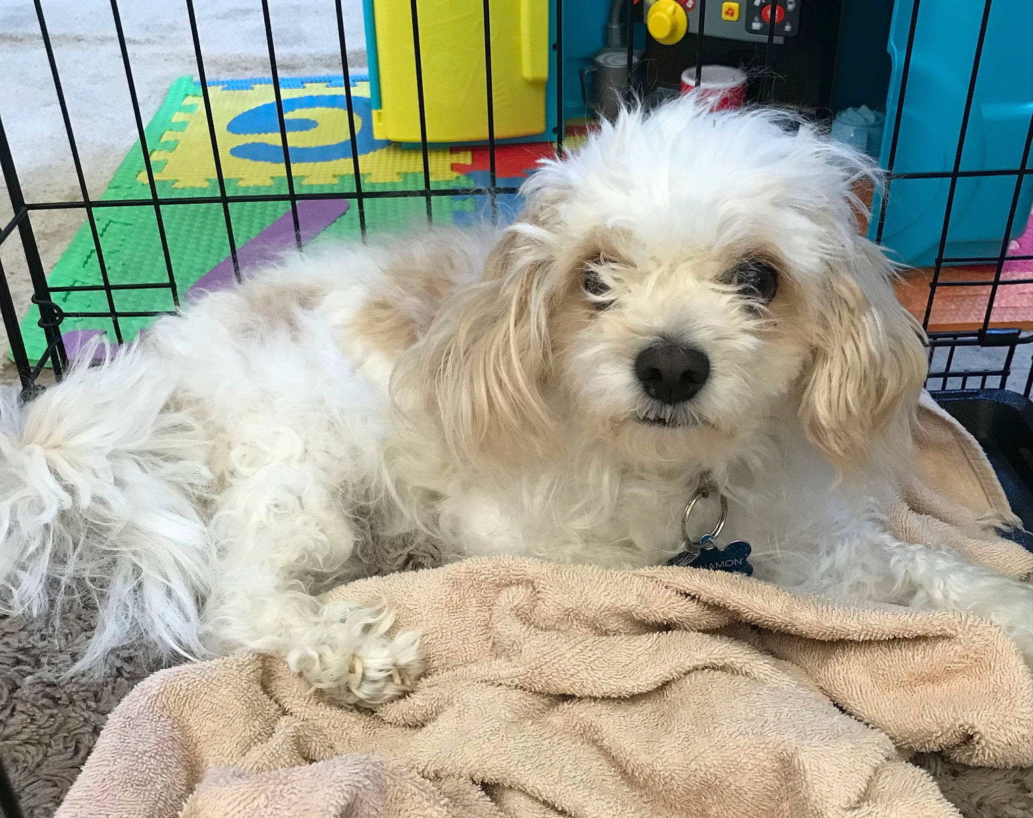 Cinnamon joined the competition — help win amazing prizes! canidae, carnivore, companion_dog, dog, dog_breed, dog_supply, fur, maltepoo, mesh, non_sporting_group, pet_supply, poodle_crossbreed, shih_poo, small_terrier, sporting_group, terrier, toy_dog, water_dog, working_animal, yorkipoo