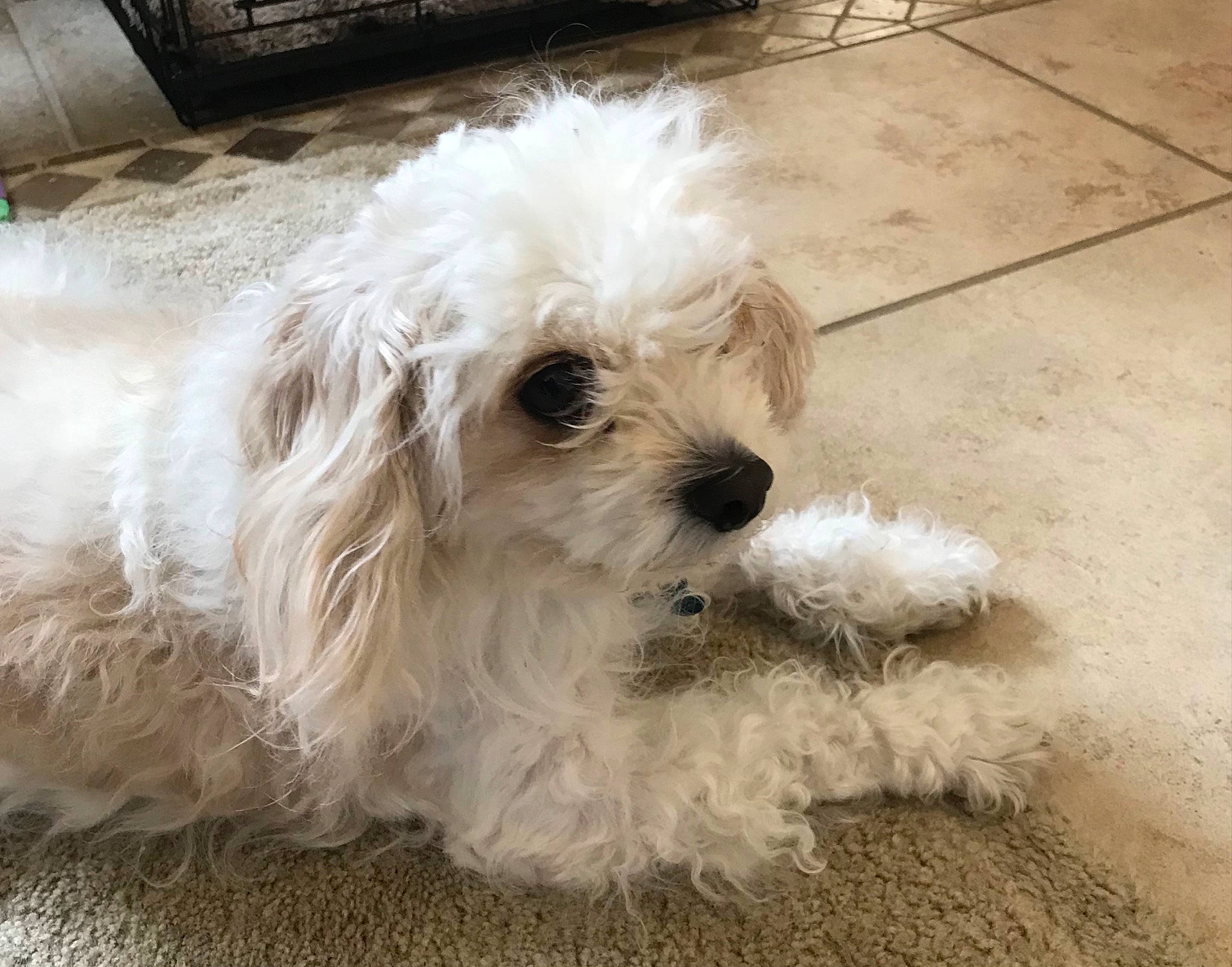 Cinnamon joined the competition — help win amazing prizes! canidae, carnivore, companion_dog, dog, dog_breed, flooring, fur, labradoodle, maltepoo, non_sporting_group, poodle, poodle_crossbreed, puppy, shih_poo, small_terrier, sporting_group, terrier, toy_dog, water_dog, working_animal