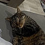 cat, tabby, sleeping, cozy, couch, indoor, fur, pet, animal, resting, whiskers, closeup, relaxing, feline, home, domestic, cute, nap, soft, warm