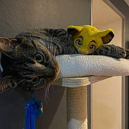 Simba a rejoint le concours — aidez-le/la à gagner de superbes lots ! cat, tabby_cat, plush_toy, yellow_plush, cat_tree, indoor, pet, animal, feline, whiskers, ears, curious, toy, resting, cozy, wooden_platform, rope_post, home, face, looking