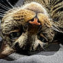 cat, tabby, close_up, whiskers, nose, eyes, feline, pet, animal, fur, lying_down, relaxed, indoor, soft_surface, texture, portrait, cute, mammal, sleepy, domestic_cat