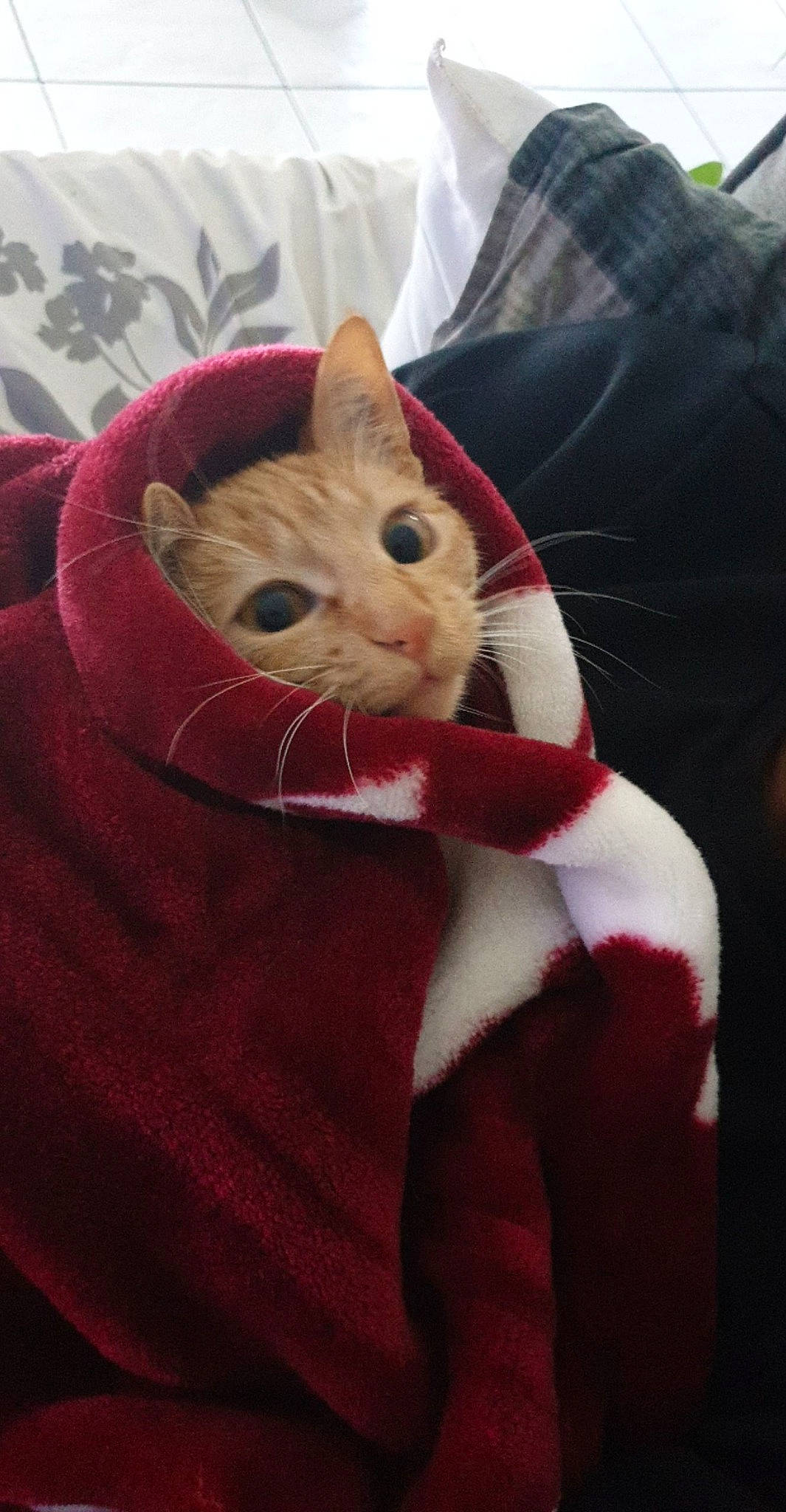 Kara participe au concours pour gagner de l'argent avec cette photo : american_shorthair, american_wirehair, asian, carnivore, cat, domestic_short_haired_cat, ear, european_shorthair, fawn, felidae, fur, german_rex, kitten, small_to_medium_sized_cats, tabby_cat, tail, whiskers