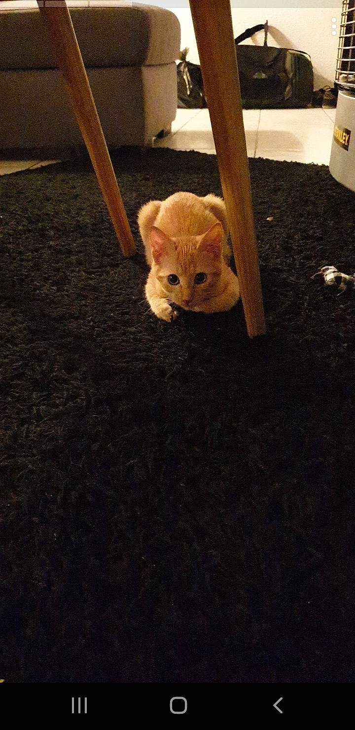 Kara participe au concours pour gagner de l'argent avec cette photo : carnivore, carpet, cat, fawn, felidae, floor, flooring, fur, hardwood, kitten, room, small_to_medium_sized_cats, whiskers, wood