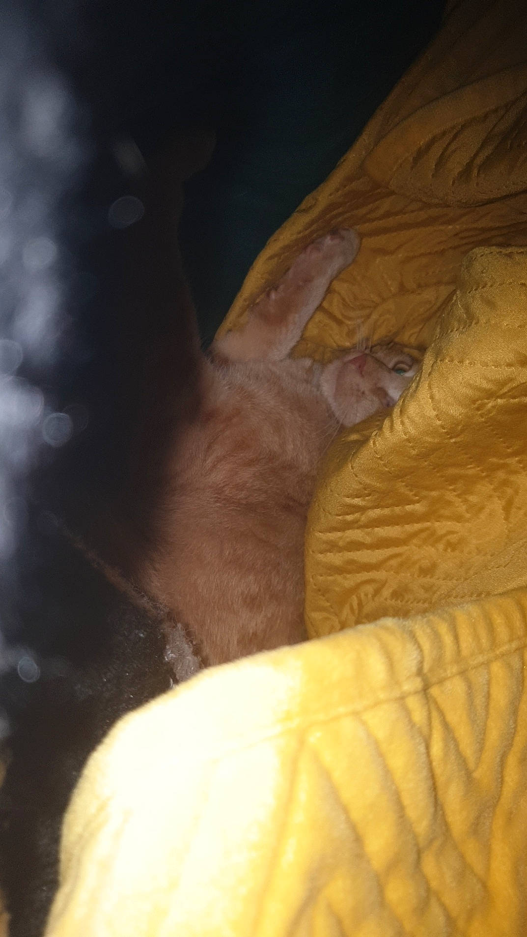 Kara a rejoint le concours — aidez-le/la à gagner de superbes lots ! fawn, muscle