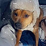 animal, blanket, brown_dog, canine, companion, cozy, cute, dog, fabric, face, fur, hat, indoor, looking_up, paw, pet, snow_effect, soft_texture, warm, winter_hat